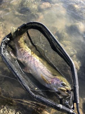 rainbow trout in net