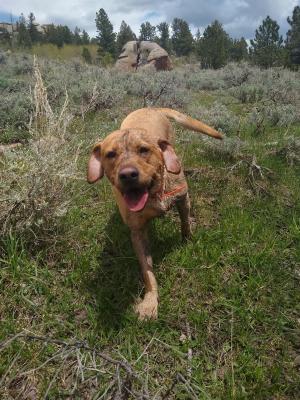 A Labrador Retriever near Turtle Rock Trailhead.