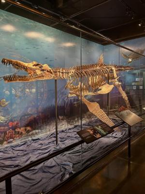 Skeleton of a sea creature that was excavated and preserved in the Heard Museum.