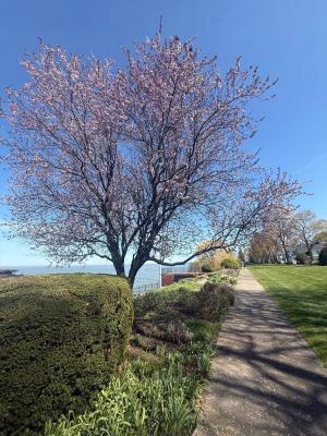 Secret Sidewalk Tree
