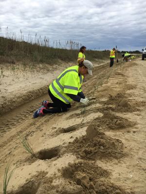 A volunteer plants sea grass on a beach on the Outer Banks, NC.