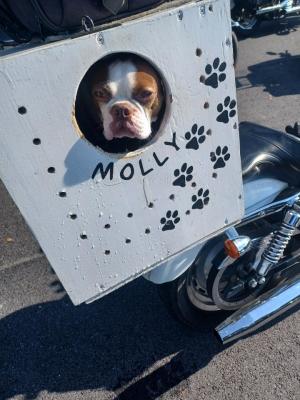 Dog in a basket on the back of a motorcycle