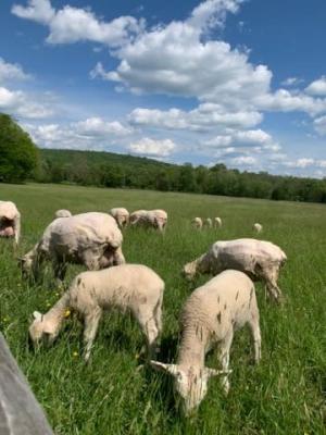 Sheep Shearing Day Hopewell Furnace