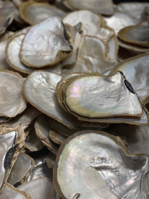 Mother of pearl shells, Willie Creek Pearl Farm