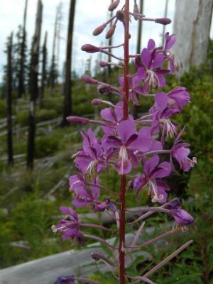 Wildflowers - Fireweed