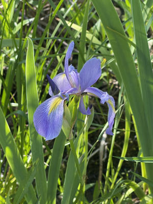 Wild Iris at State Park