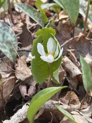 Bloodroot