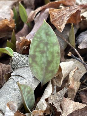 Trout Lily Leaf