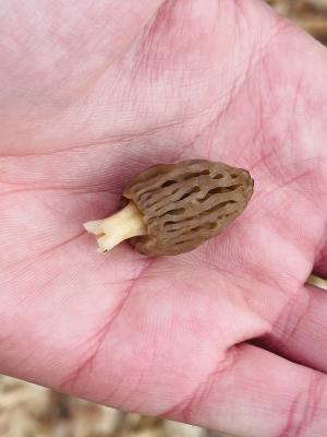 Morel in Hand