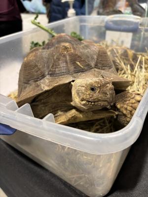 Lafayette Reptile & Exotic Pet Expo
