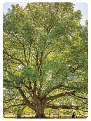 Compton Oak at Colonial Williamsburg