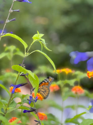 Influencer - Yatzuri Thomas - Botanical Garden