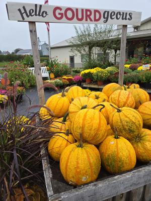 Hello Gourdgeous