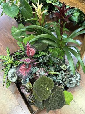 House of Flowers plants