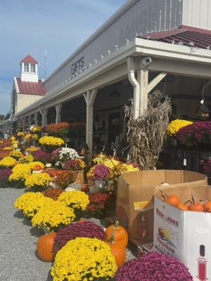 pumpkins and mums outside Markets at Shrewsbury