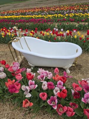 Flinchbaugh tulip field with bathtub