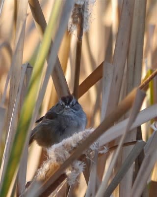 Swamp Sparrow