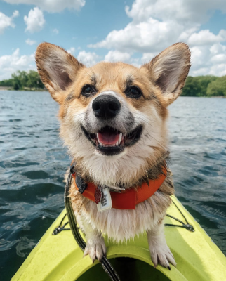 Rockcut Corgi