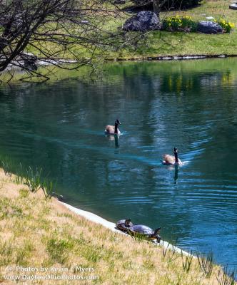 Turtles and Geese at Pond