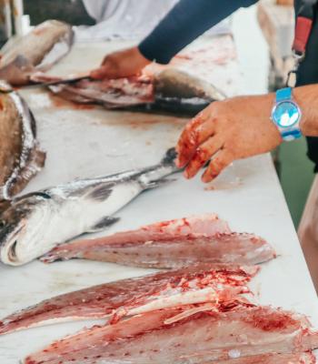 Fish being cleaned