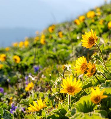 Yellow Wildflowers On Dog Mountain Near Vancouver, WA