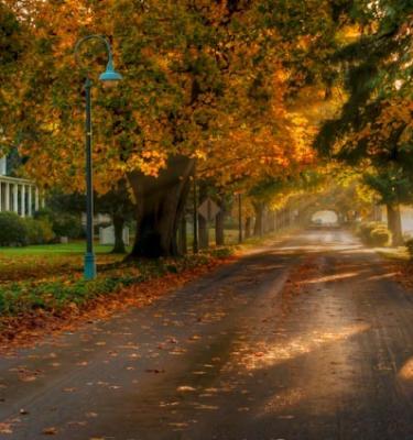 A blissful road surrounded by trees glowing with autumn leaves on Officers Row in Vancouver, WA.