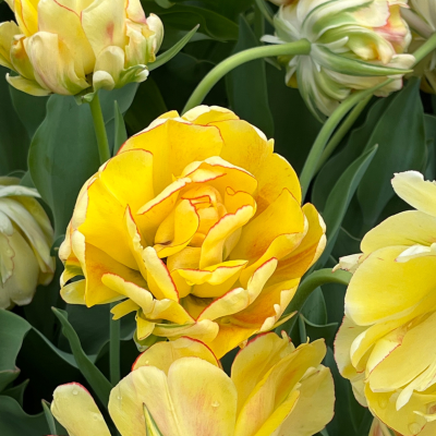 Akebono Tulip in Washington Park