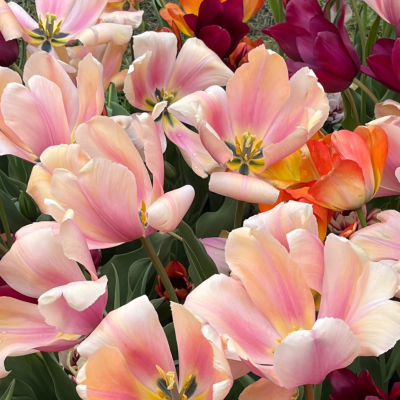 Blushing Impression Tulips in Washington Park