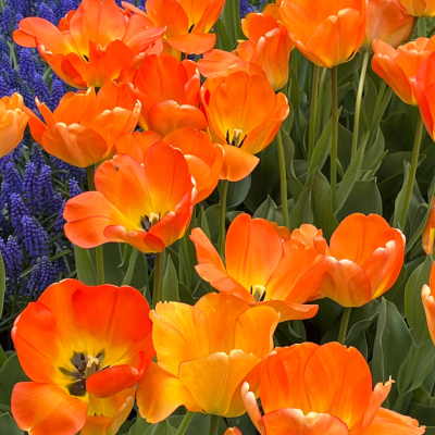Orange and Yellow Tulips: Daydream Variety