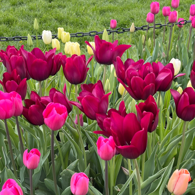Merlot Tulips in Washington Park, Albany