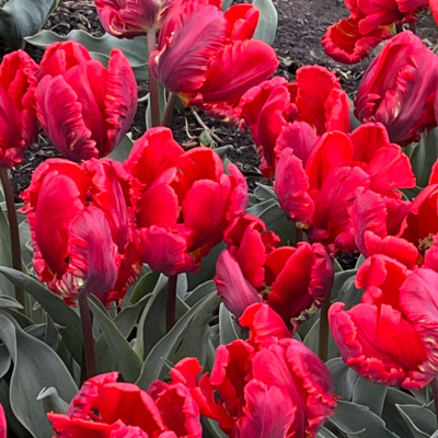 Red Tulips; Rococo Variety at Washington Park in Albany