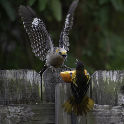 Birding - Woodpecker