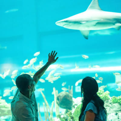 Texas State Aquarium