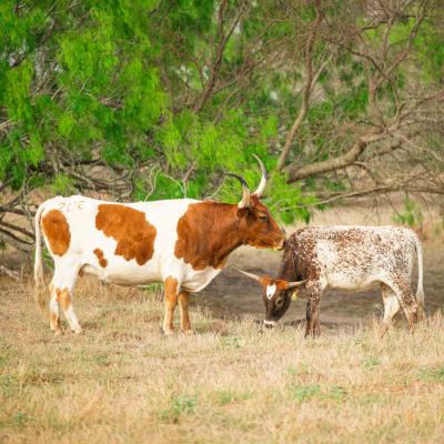 King Ranch