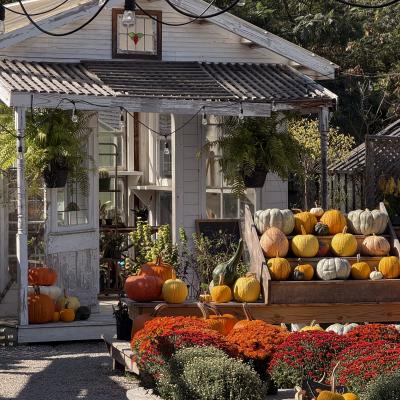 Pumpkins on display in the Garden Center at Station on Kings.