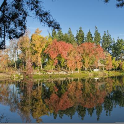Lake view of trees with orange, yellow and green leaves
