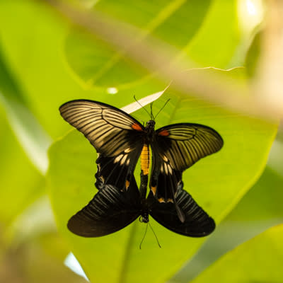 Hershey Gardens Butterfly House