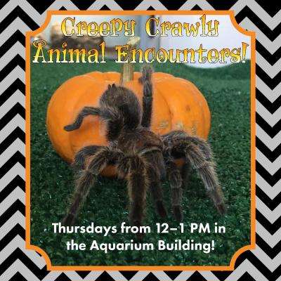 Science Center, Creepy Crawly Animal Encounters