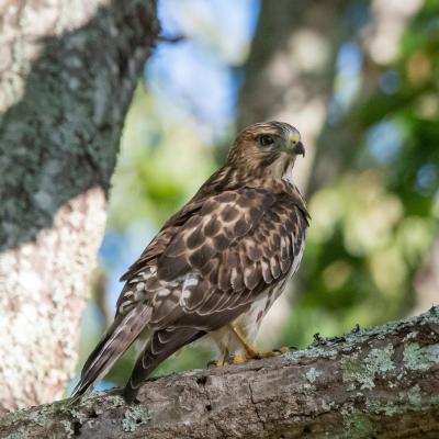 Hawk - Monte Sano Mountain