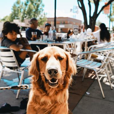 Pet Friendly - Downtown