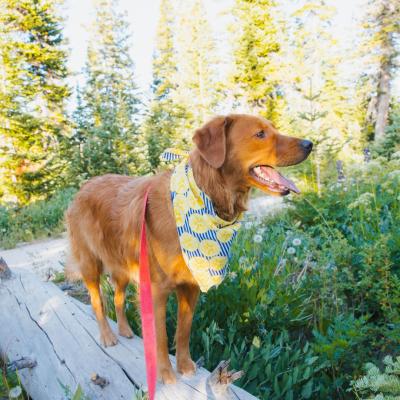 Pet-Friendly Hiking in Cedar Breaks
