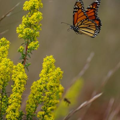 Forks of the River Monarch Butterfly