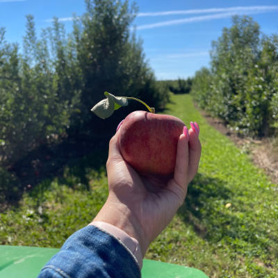 apple orchard