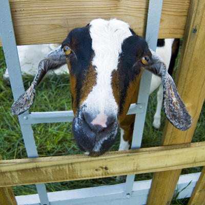 Goat-Farm-Tour