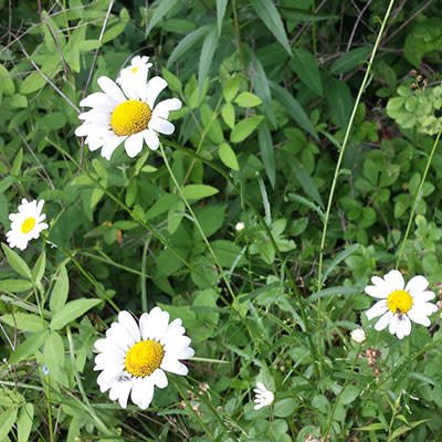 Daisies