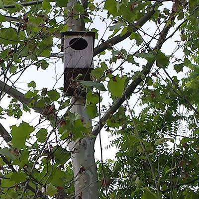 Owl Box