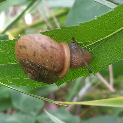 Snail