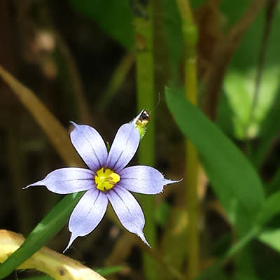 Purple Flower