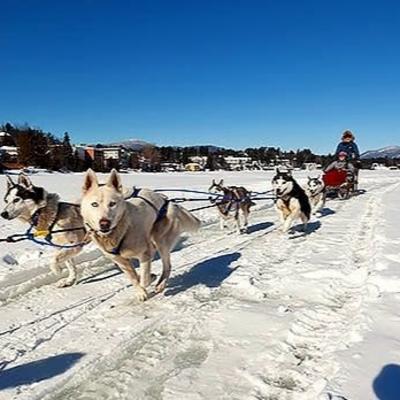 Dog Sled Tours Dog Sled Tours