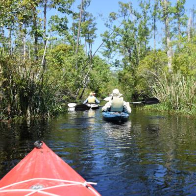 kayak alligator river outdoor nc